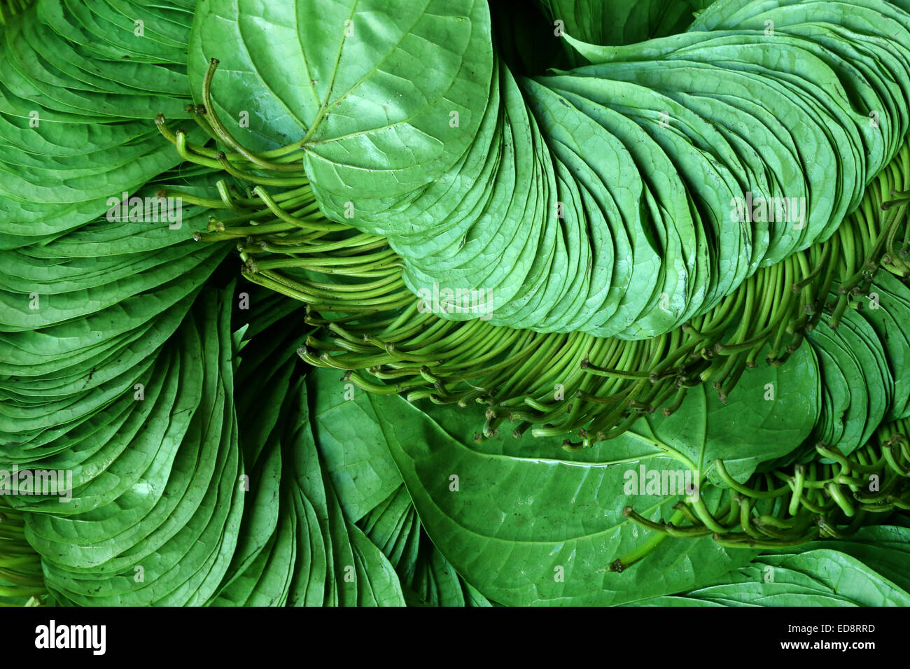 Commestibile popolare di betel foglia del subcontinente indiano Foto Stock