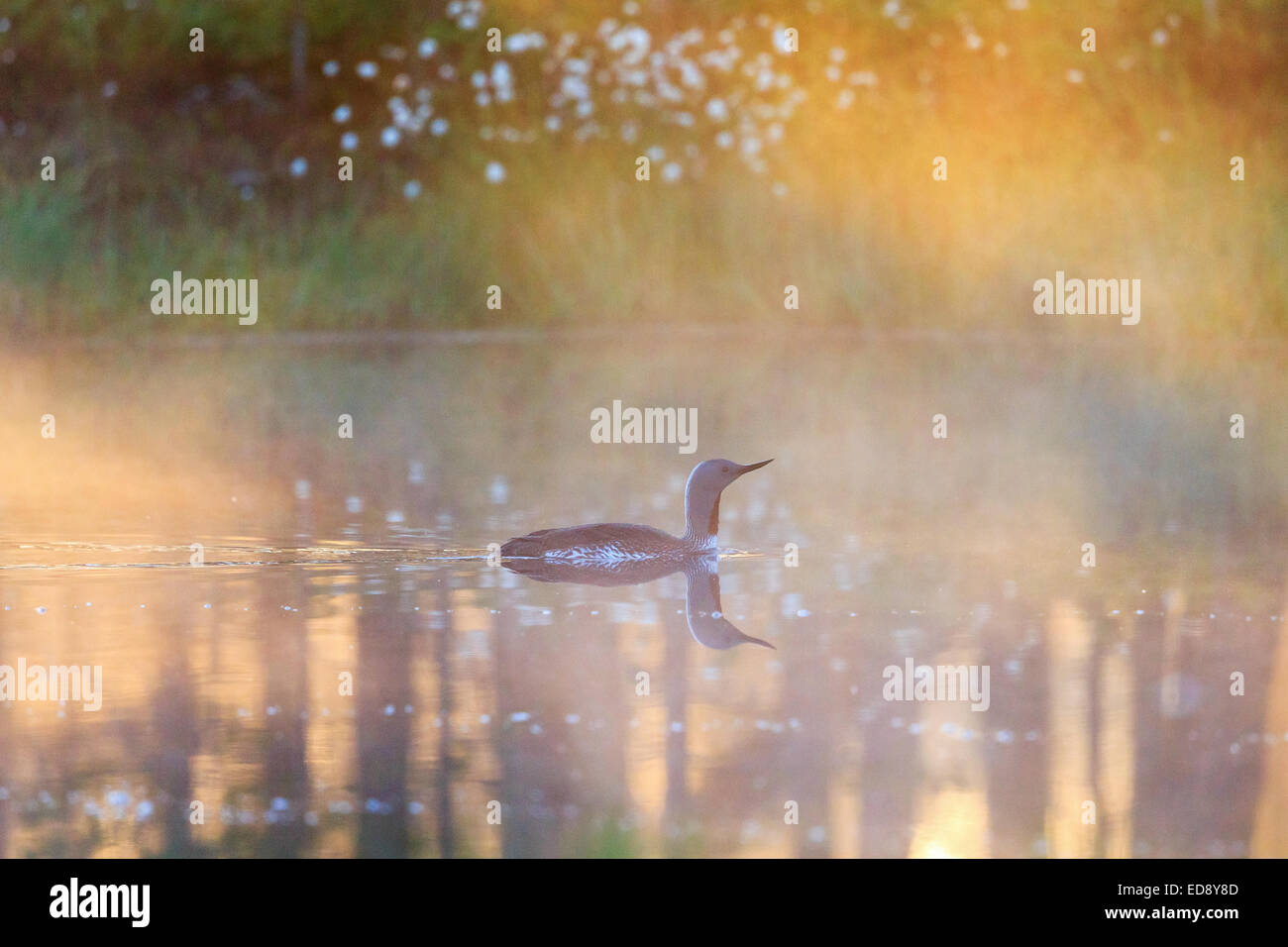 Red throated loon in una nebbiosa mattina luce Foto Stock