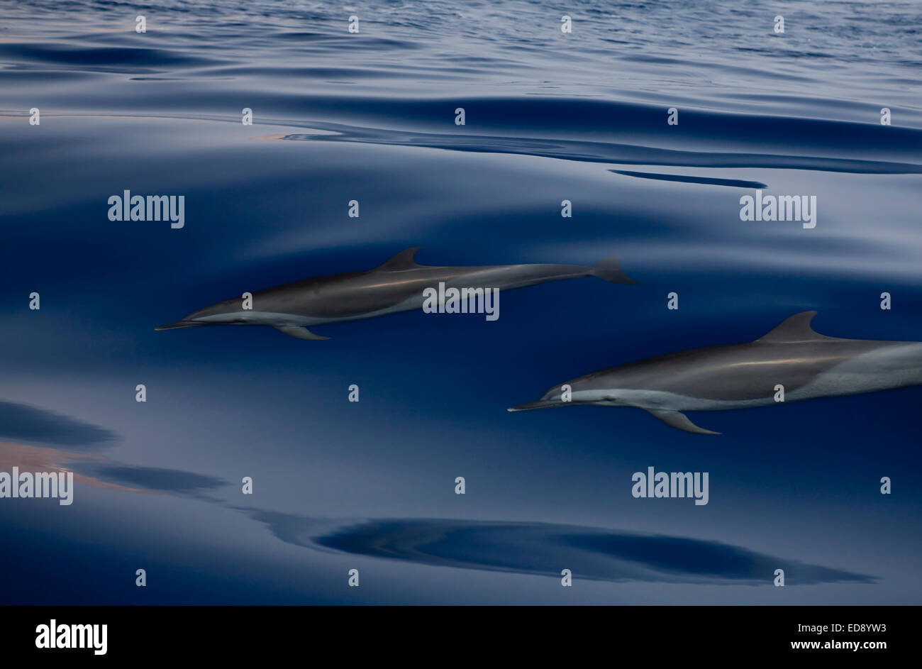 delfini Foto Stock