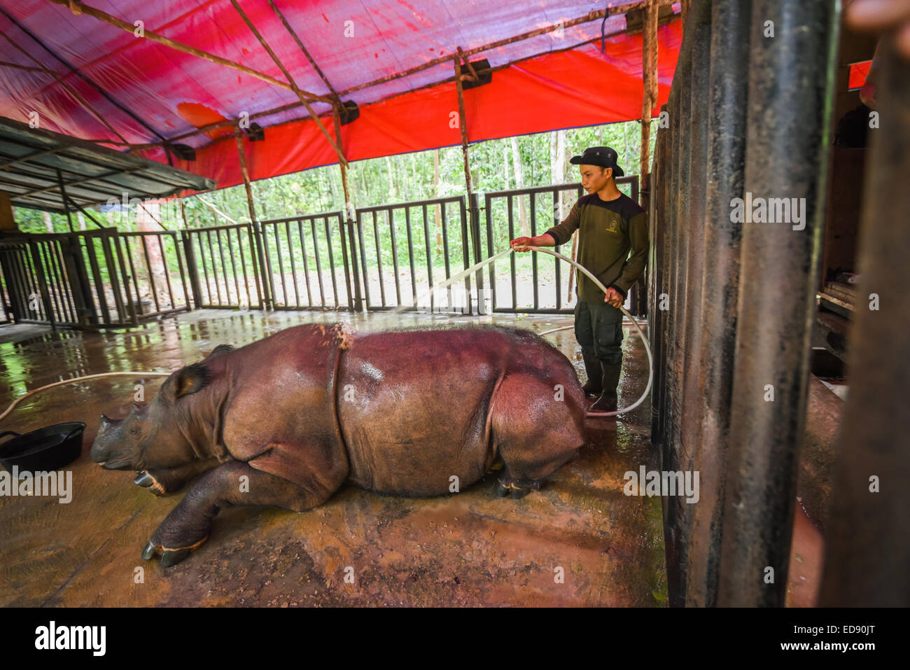 Bagno tempo per Bina, a Sumatra Rhino Santuario, modo Kambas Parco Nazionale. Foto Stock