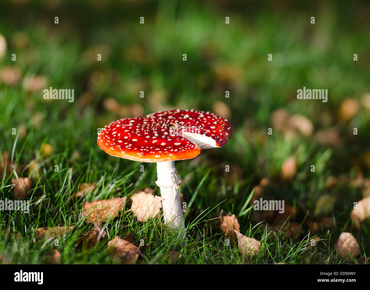 Amanita muscaria fungo Foto Stock