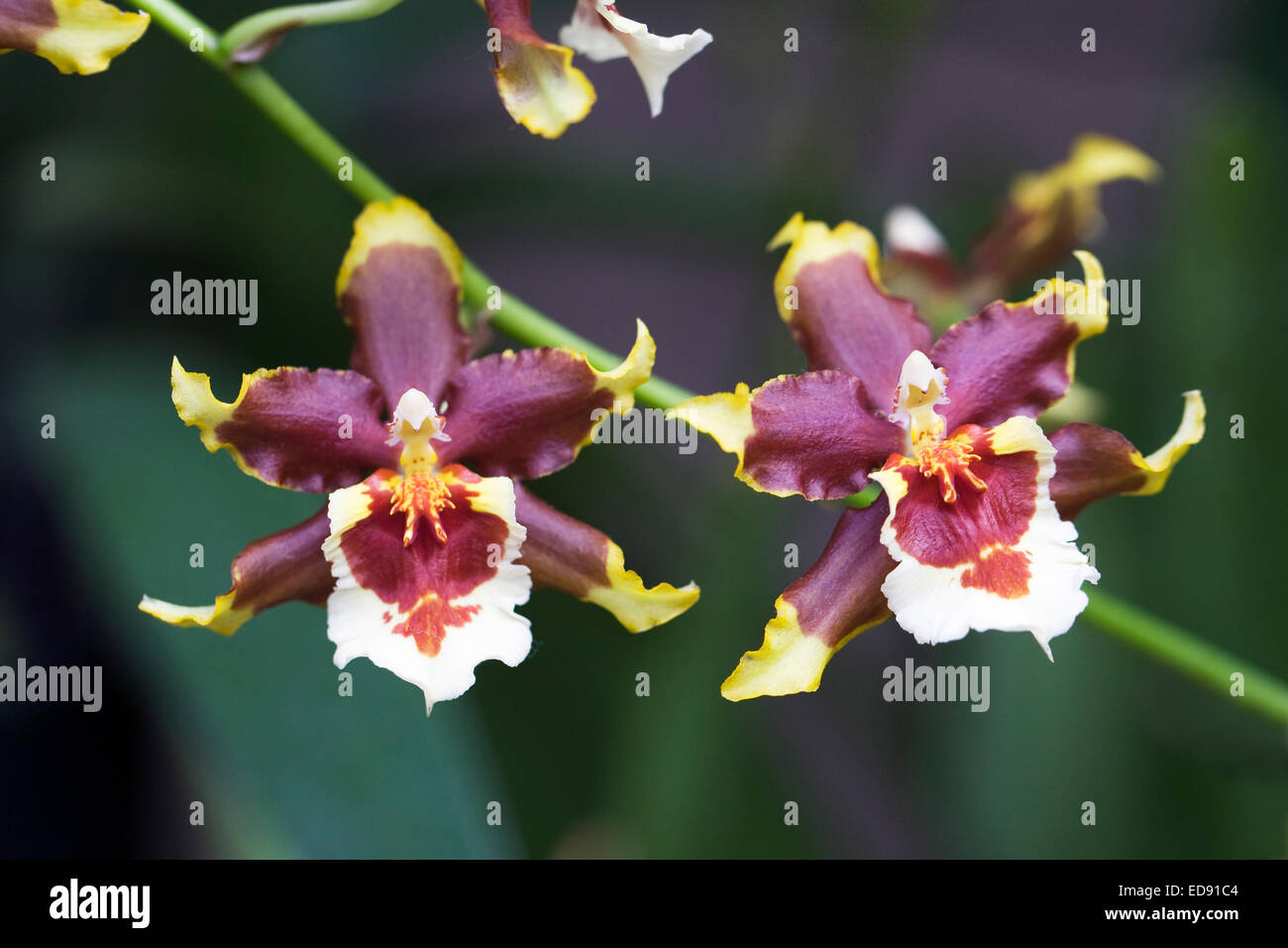 X Odontocidium Mackenzie montagne cv. Jan il gioiello. Foto Stock