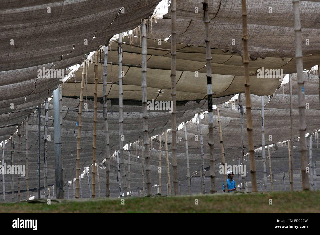 Dacca in Bangladesh. 02Jan, 2015. Un musulmano del Bangladesh volontario a piedi in Biswa Ijtema massa. "Biswa Ijtema' o World Islamic Congregazione sulle rive del fiume Turag, a Tongi, a nord di Dhaka, 02 gennaio 2015. La tre giorni di lunga lslamic Congregazione, considerato come il più grande raduno islamico dopo il hajj pellegrinaggio alla Mecca, inizieranno il 09 gennaio. Foto Stock