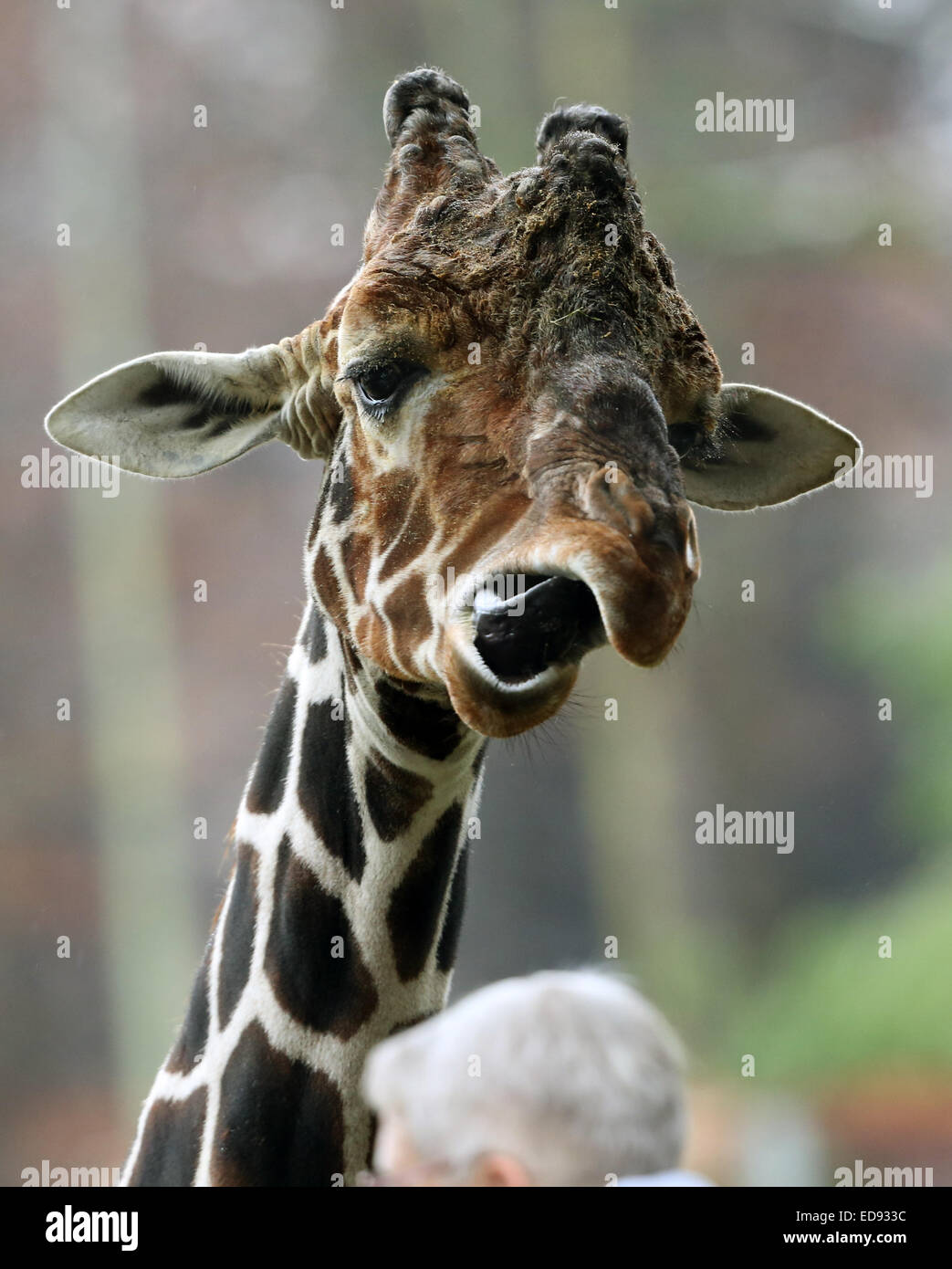 Duisburg, Germania. 02Jan, 2015. Una giraffa sembra essere parlando a un visitatore allo zoo di Duisburg, Germania, 02 gennaio 2015. A causa delle condizioni meteorologiche, ci sono solo pochi visitatori presso lo zoo. Foto: ROLAND WEIHRAUCH/dpa/Alamy Live News Foto Stock