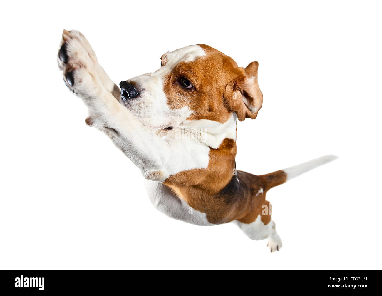 Jumping cane isolato su uno sfondo bianco Foto Stock