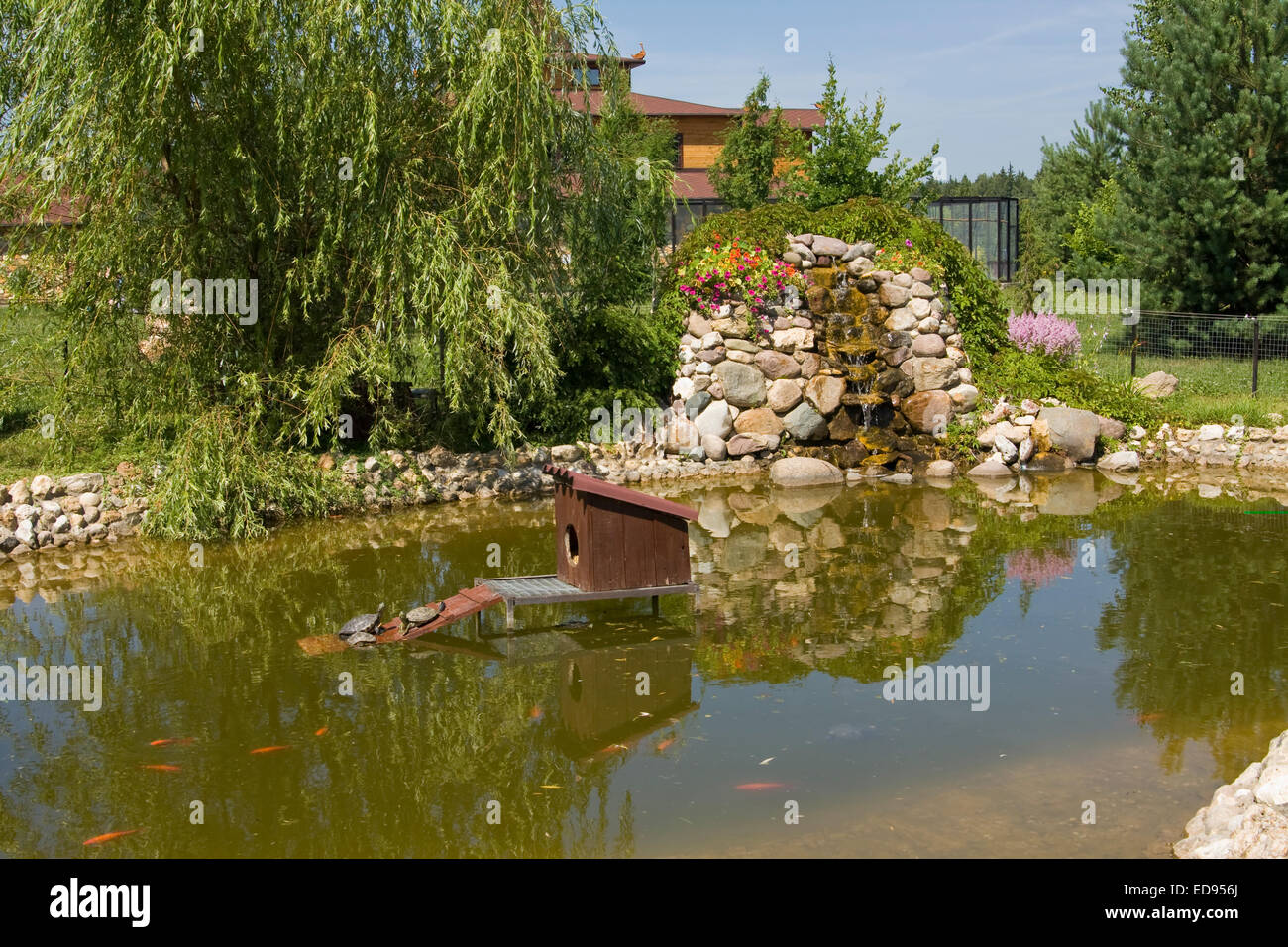 Esempio Di Progettazione Del Paesaggio Per Il Giardino Della Casa Di Campagna Piccola Cascata Artificiale Sul Laghetto Oro Pesci E Tartarughe Foto Stock Alamy