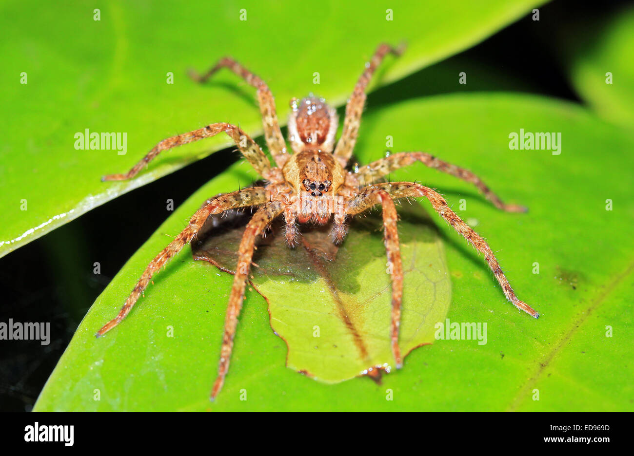 Il ragno non identificato su una foglia, Monteverde Cloud Forest, Costa Rica Foto Stock