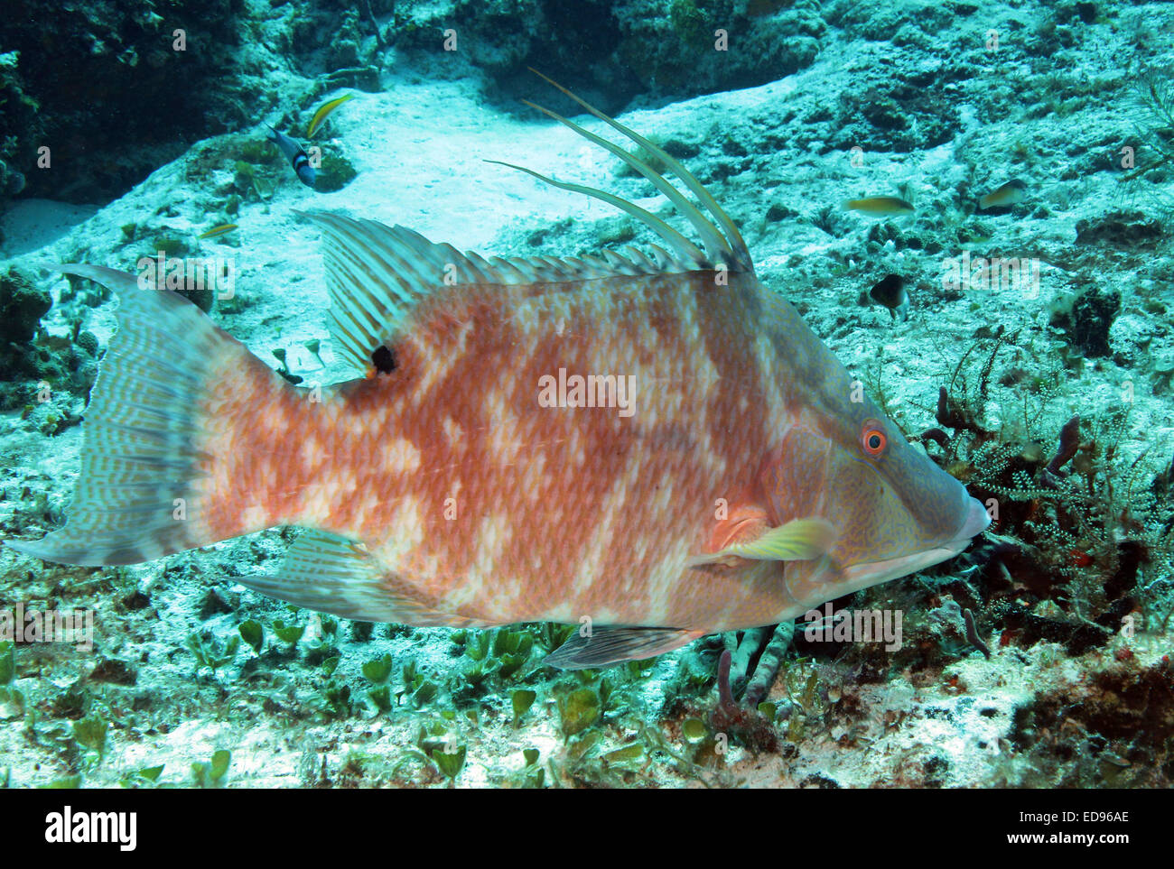 Hogfish (Lachnolaimus maximus), Cozumel, Messico Foto Stock