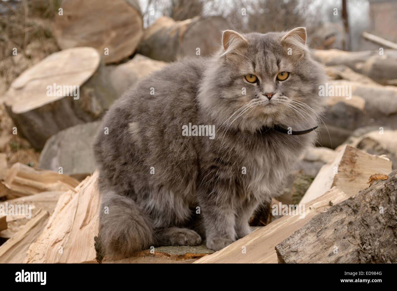 Gatto seduto su un intoppo nel legno Foto Stock