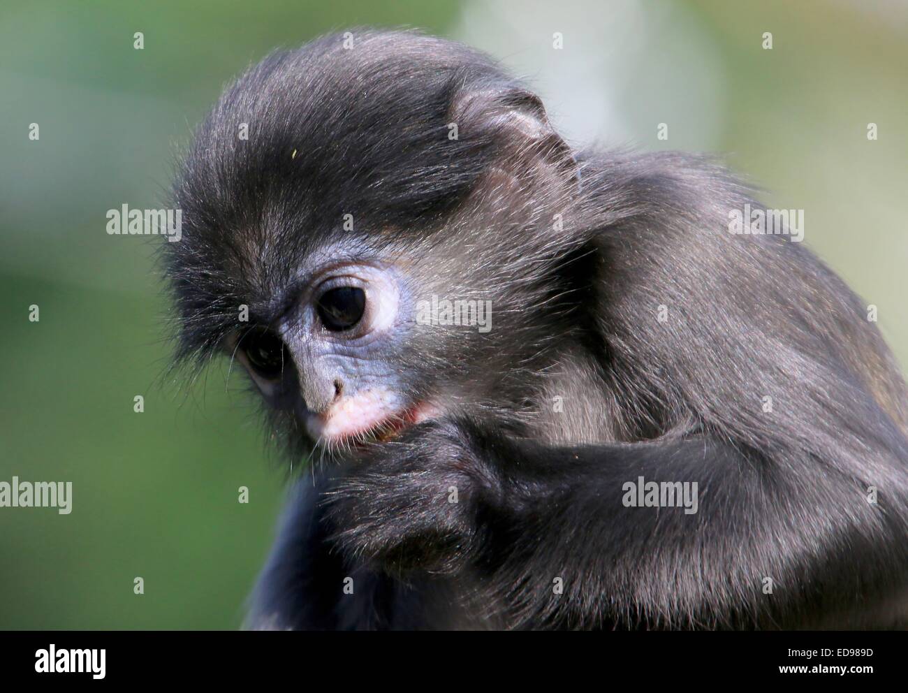 Baby Southeast Asian Dusky leaf monkey (Trachypithecus obscurus). Spectacled A.k.a langur o foglia spectacled monkey Foto Stock