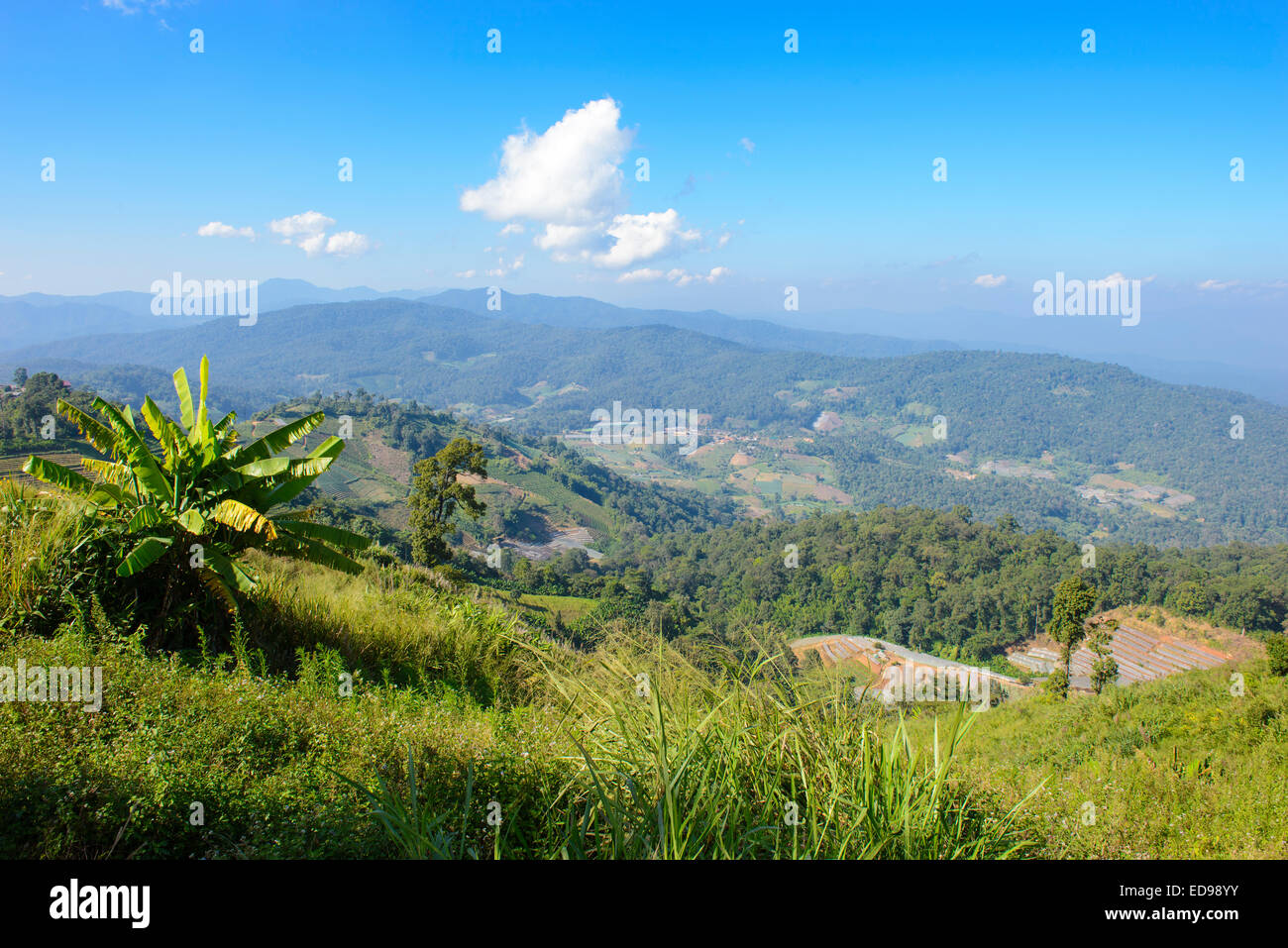 Montagna nella foresta tropicale Foto Stock