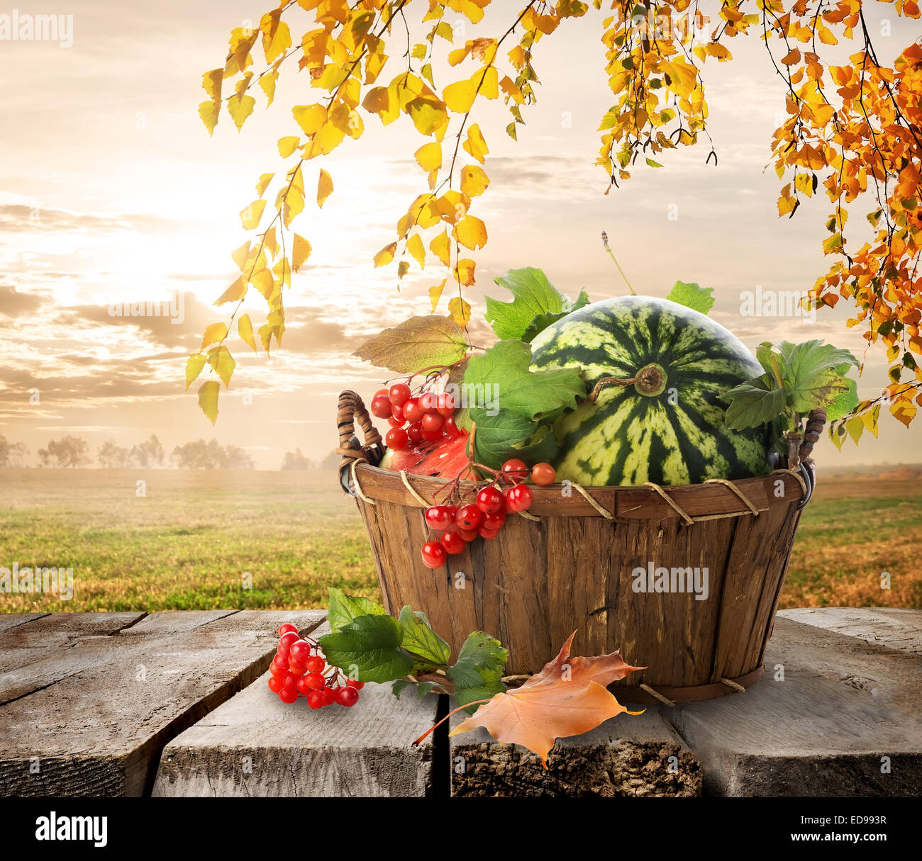 Il cestello con i cocomeri su un sfondo natura Foto Stock