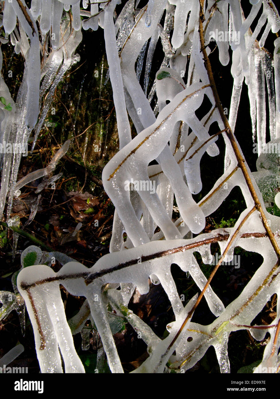 Ghiaccioli sui rami congelati, Cornwall, Regno Unito Foto Stock