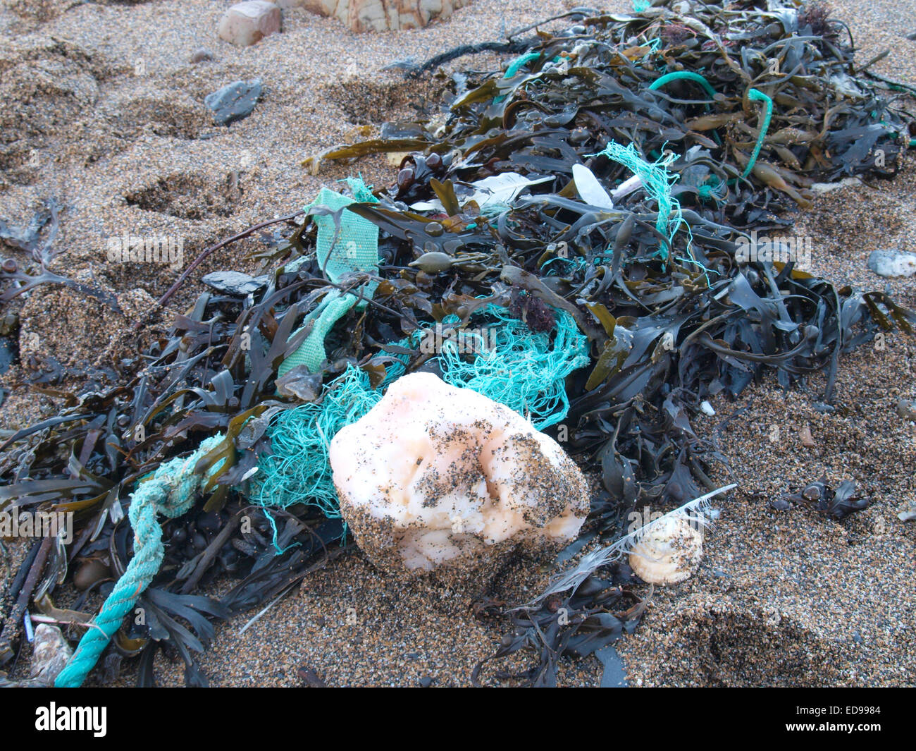 Sfera di materia grassa lavata fino sulla spiaggia, Widemouth Bay, Bude Cornwall, Regno Unito Foto Stock