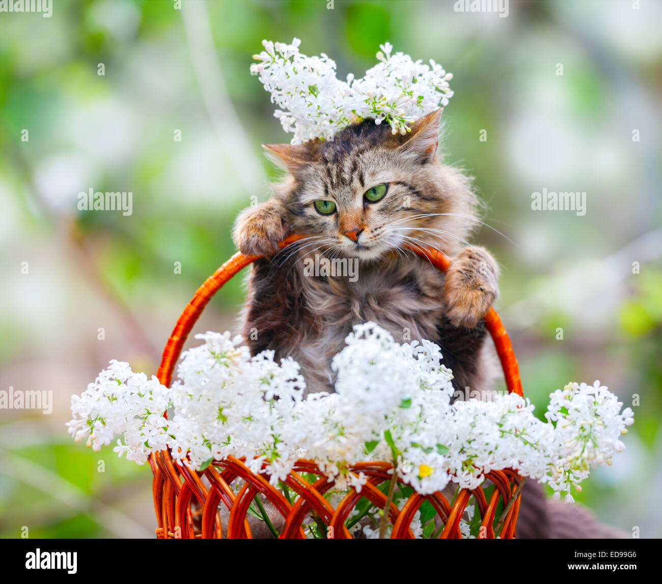 Cute cat in un cestello con bianco fiori lilla Foto Stock