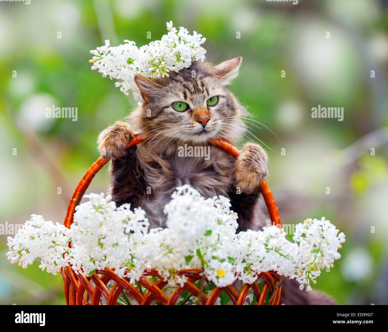 Cute cat in un cestello con bianco fiori lilla Foto Stock