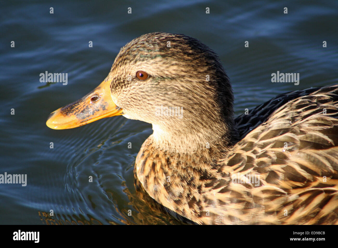 Ritratto di donna Mallard Duck (Anas platyrhynchos) Nuoto su stagno Foto Stock