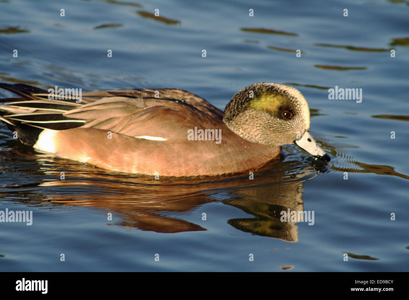 Maschio teenager American fischione anatra nuoto su stagno nella California del Sud Foto Stock
