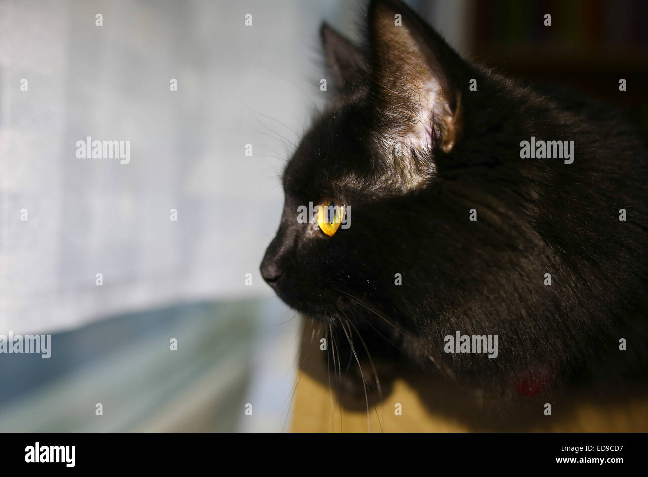 Gatto nero mostra curiosità con grandi occhi aperti all'interno di una casa Foto Stock