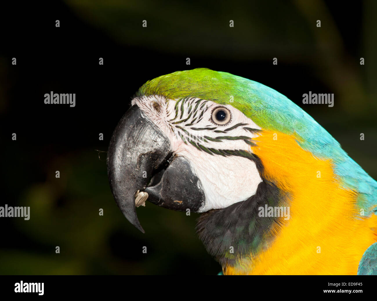 Blu e Giallo macaw pappagallo ritratto Foto Stock