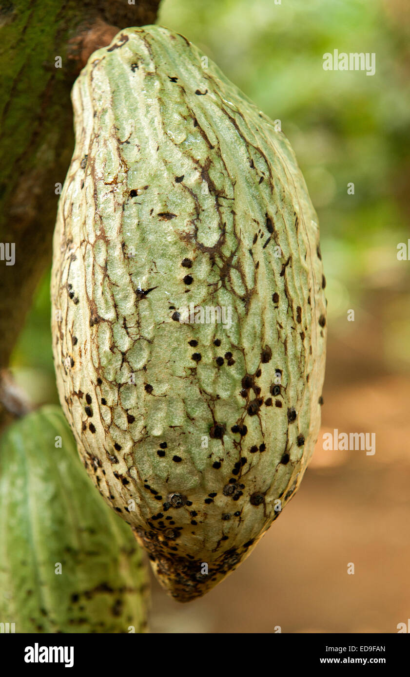 Baccelli di cacao che cresce su un albero in Bali, Indonesia. Foto Stock