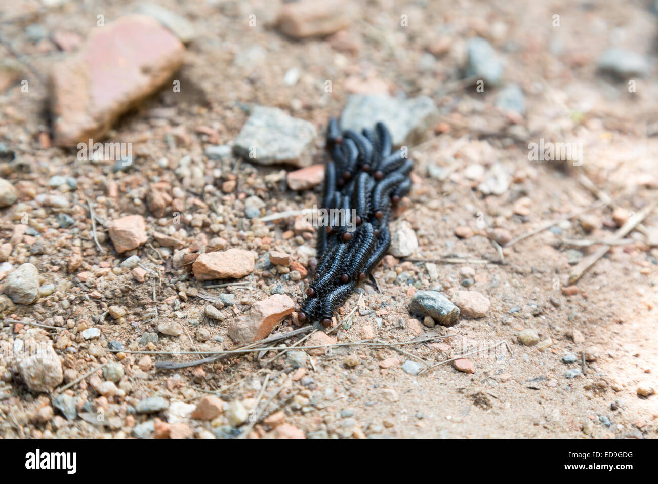 Sao Paulo, Brasile. Il 2 gennaio, 2015. Massa compatta di larve di nero (Pergidae) crawl in processioni sul terreno, è visto nel corso di questo pomeriggio a Cantareira parco statale (Portoghese: Parque Estadual da Cantareira) in Sao Paulo. Credito: Andre M. Chang/ARDUOPRESS/Alamy Live News Foto Stock