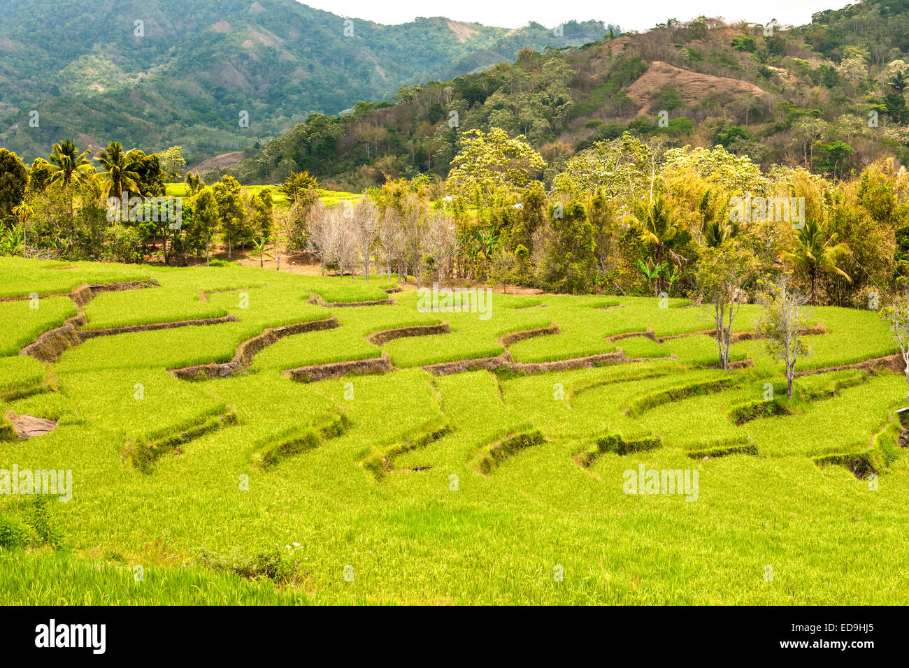 Risaie a terrazze vicino alla città di Moni sull isola di Flores in Indonesia. Foto Stock