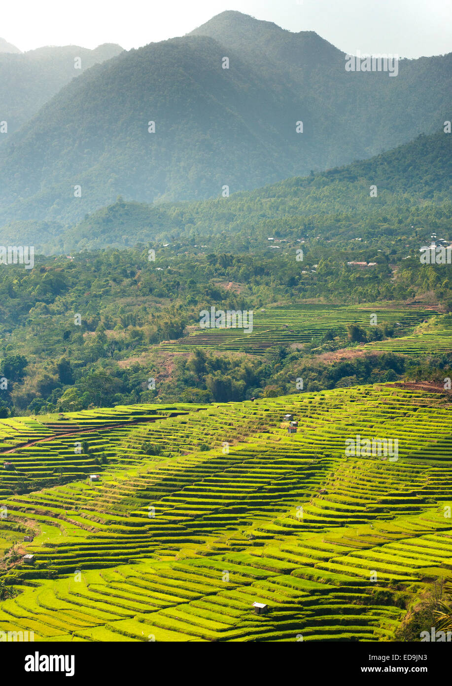 Golo Cador risaie nei pressi di Ruteng, sull isola di Flores, Indonesia. Foto Stock