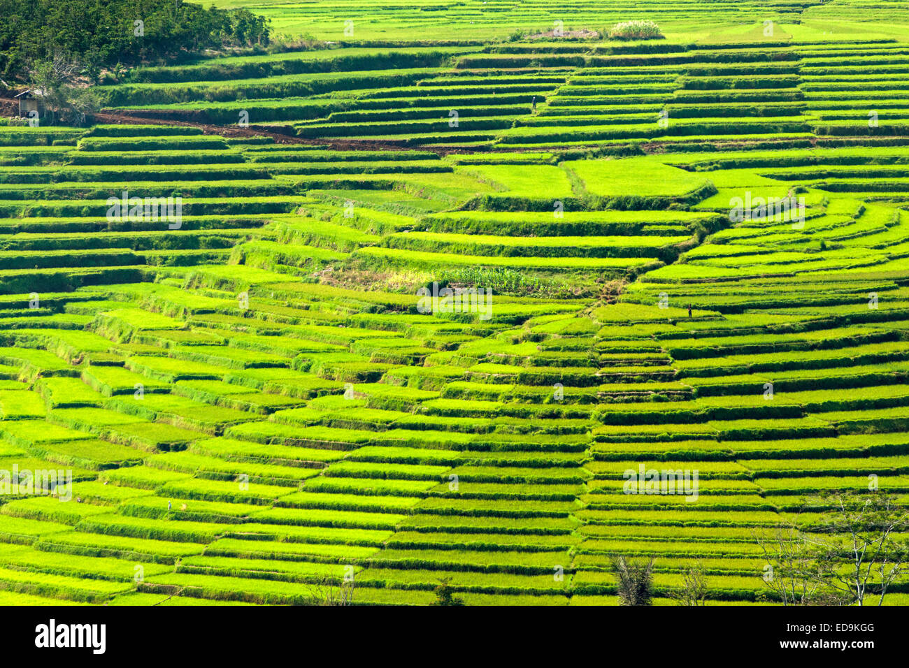 Golo Cador risaie nei pressi di Ruteng, sull isola di Flores, Indonesia. Foto Stock