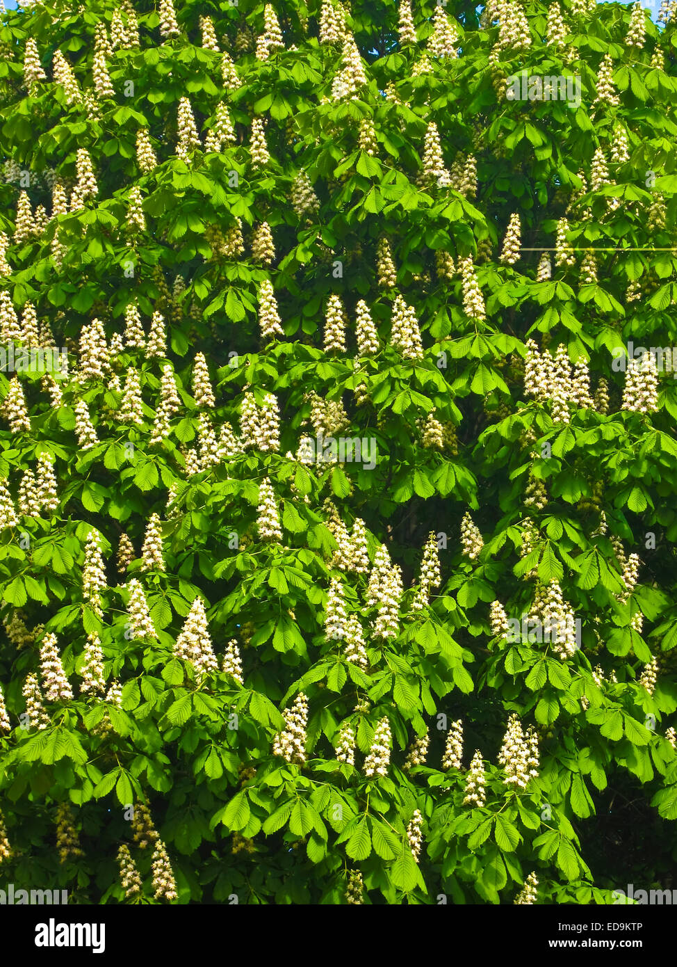 La Parte Di Albero Di Castagno In Fiore Rami Con Fiori Di Colore Bianco Verticale Foto Stock Alamy