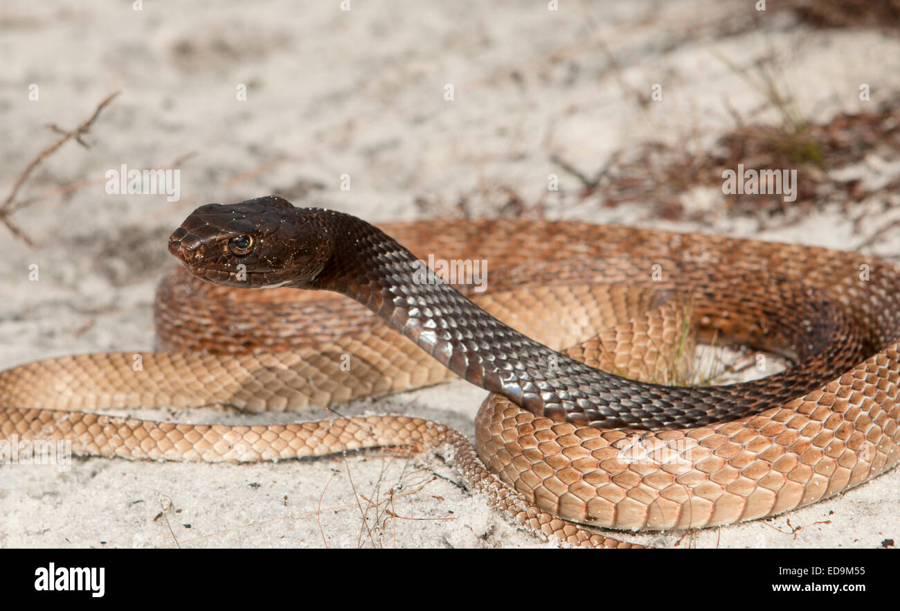 Coachwhip orientale - Masticophis flagello Foto Stock