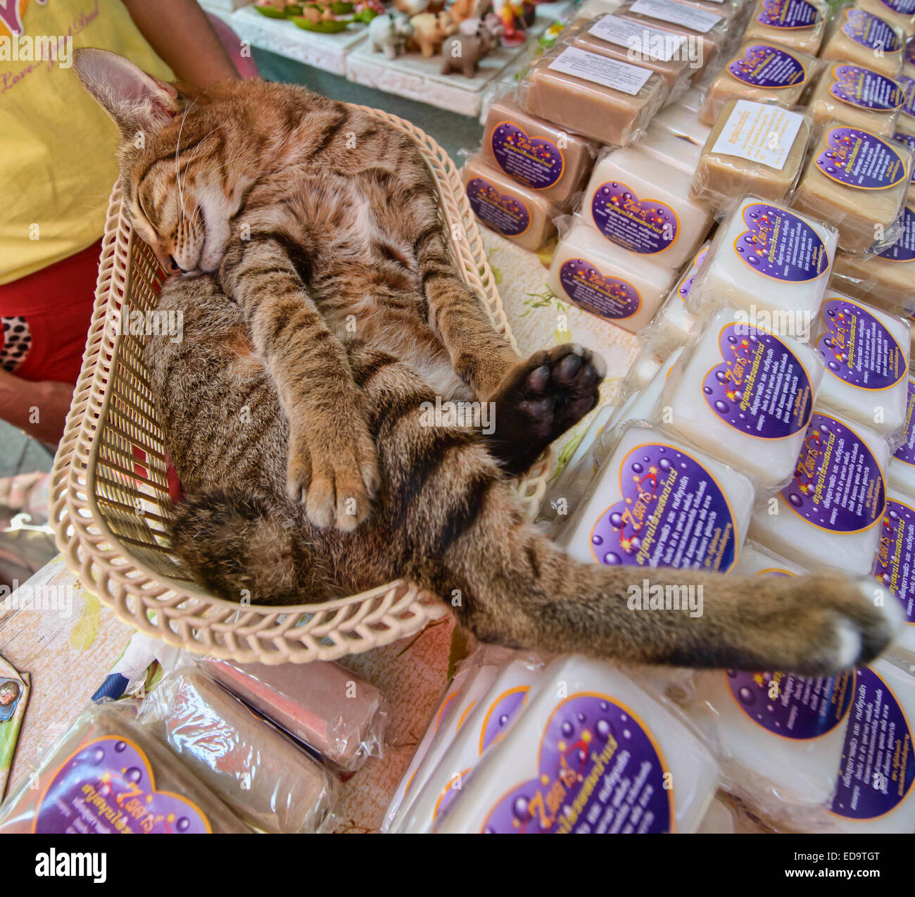 Cat in un cestello, Bangkok, Thailandia Foto Stock