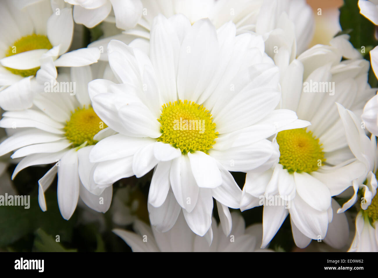 Pratoline visto da vicino nella parte anteriore in primo piano Foto Stock