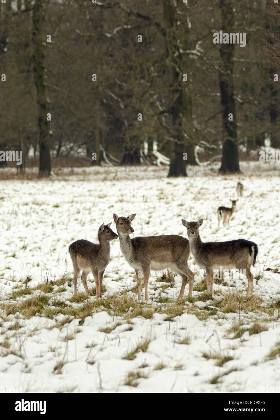 Deer in posa di neve in un inglese scena invernale Foto Stock