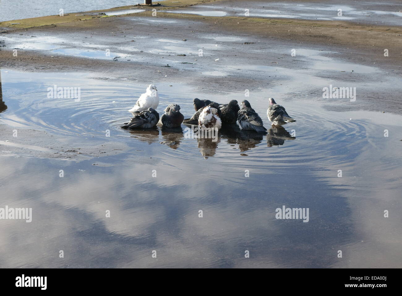Piccolo gregge dei piccioni avente un bagno insieme nella pioggia pozzanghera con Cielo e nubi riflessi nell'acqua Foto Stock