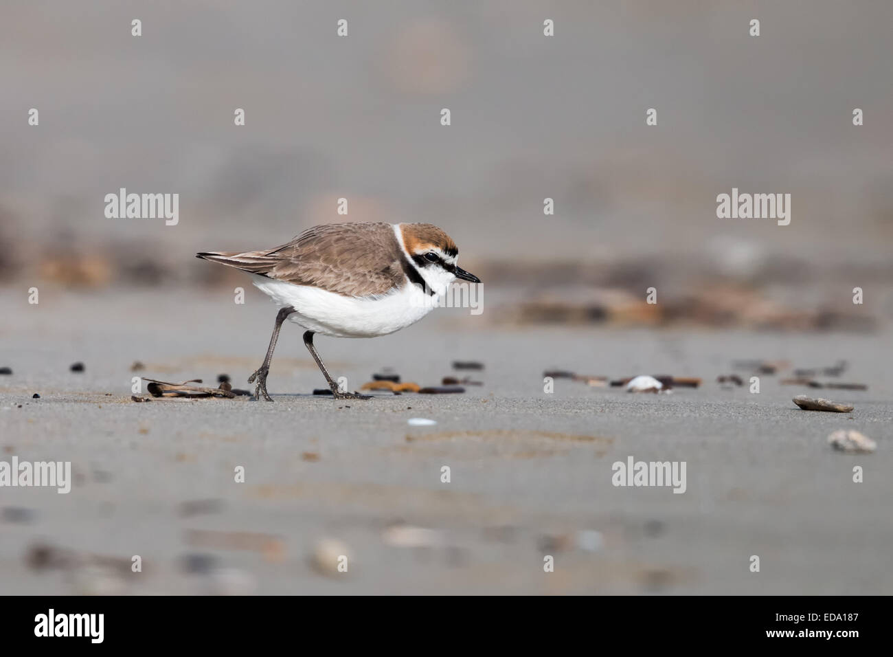 Il Fratino è un piccolo wader in plover bird family Foto Stock