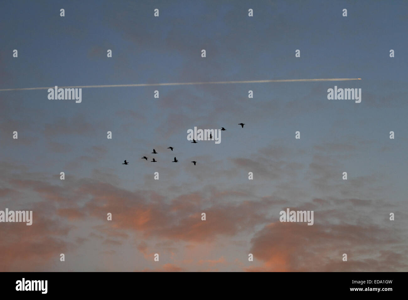 Bird flying home, il tramonto al mare del Nord, Scrosby, Great Yarmouth,Norfolk, Regno Unito Foto Stock