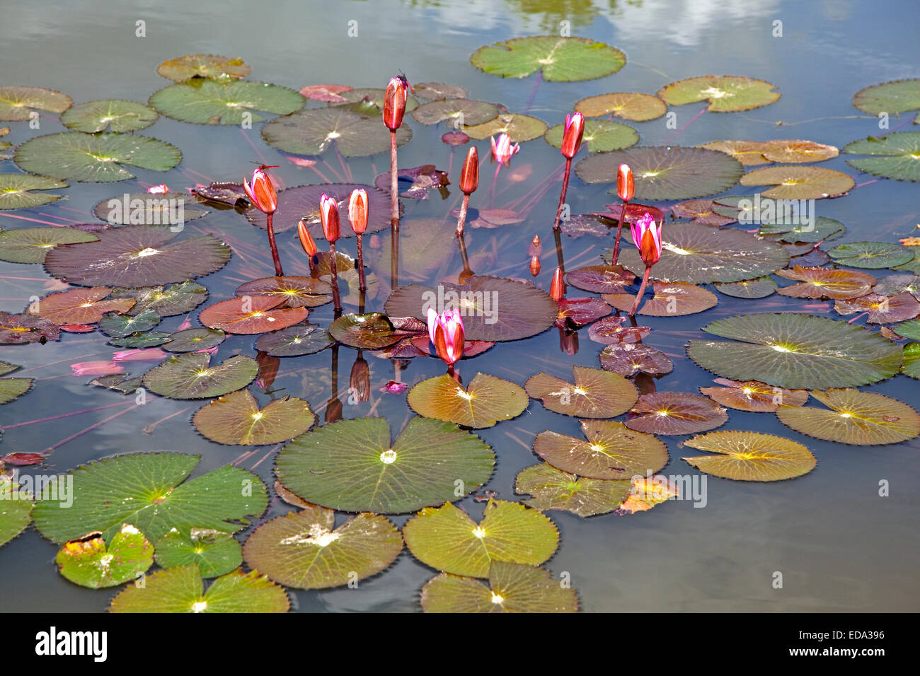 Indian lotus / sacro lotuses (Nelumbo nucifera) nei Giardini Botanici di Menglun, nella provincia dello Yunnan in Cina Foto Stock