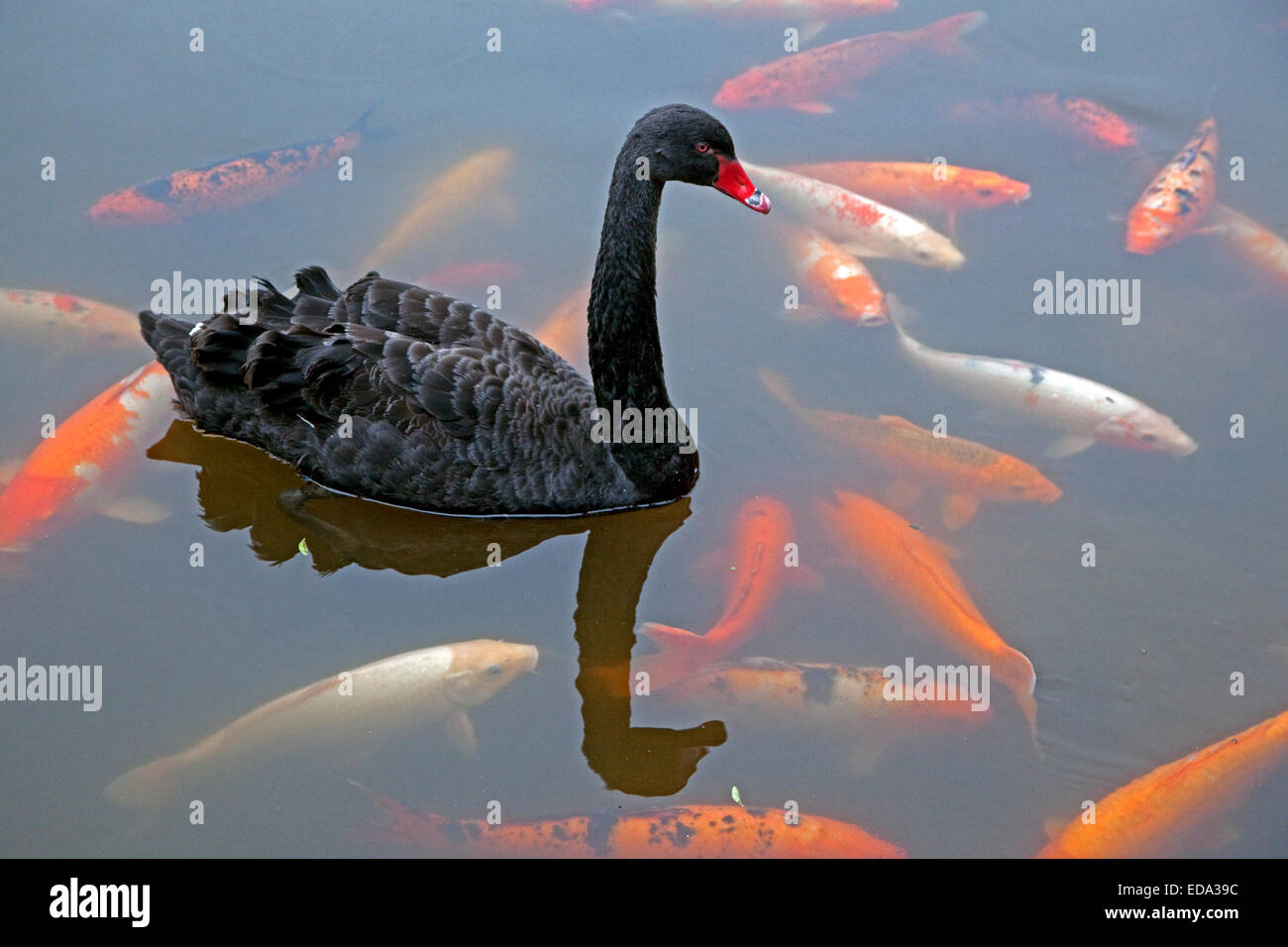 Black Swan (Cygnus atratus) nativa per l'Australia nuotare tra i pesci Koi,  addomesticati di Carpe (Cyprinus carpio) nel laghetto del parco Foto stock  - Alamy
