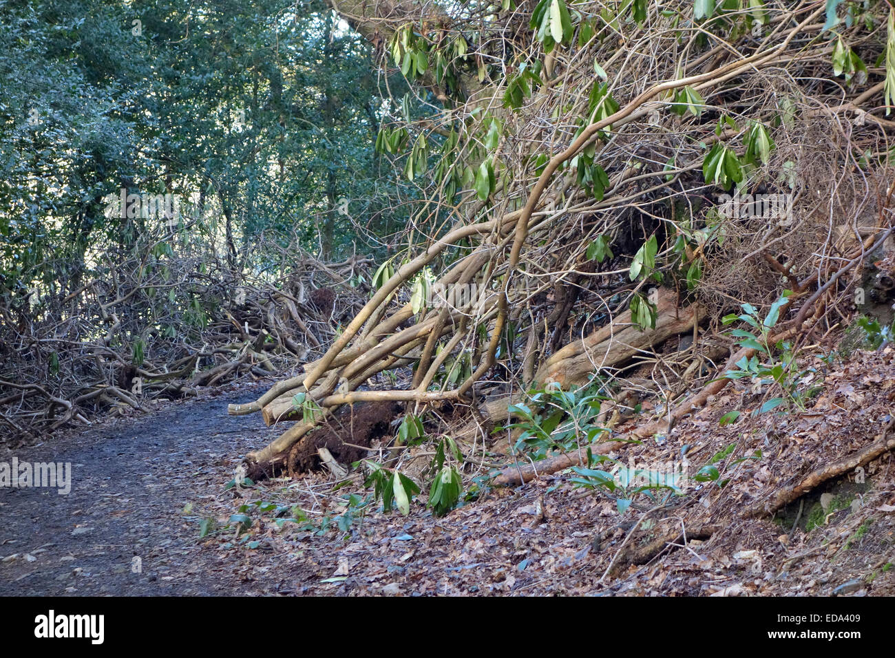 Cancellato invasivo rododendri arbusti provenienti da un diritto del pubblico di modo sentiero, Lickey Hills Country Park, Worcestershire, England Regno Unito Foto Stock