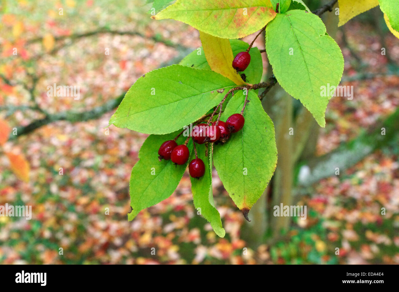 Photinia villosa ( Oriental Photinia ) in autunno Foto Stock