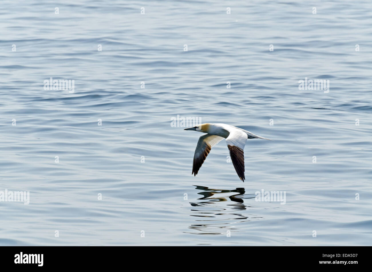 Northern gannet in volo sopra l'oceano Foto Stock