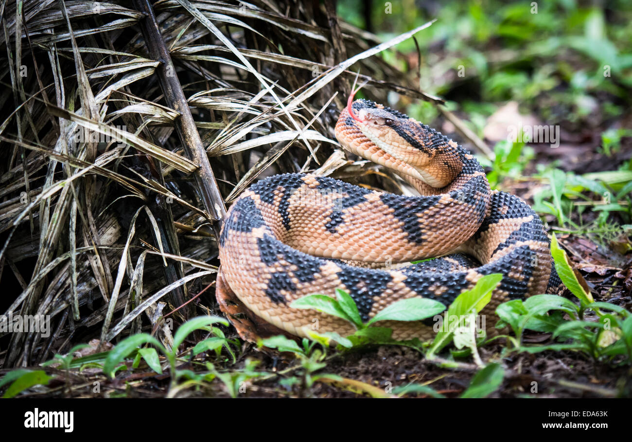 Shushupe - Amazon Bushmaster snake (lachesis muta)con linguetta sporgente Foto Stock