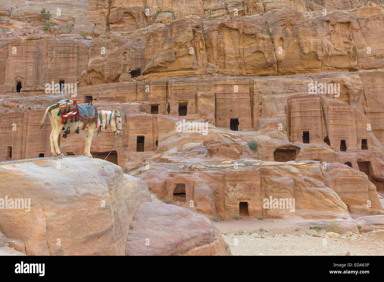 Asino dalle antiche case in Petra, Giordania. Foto Stock