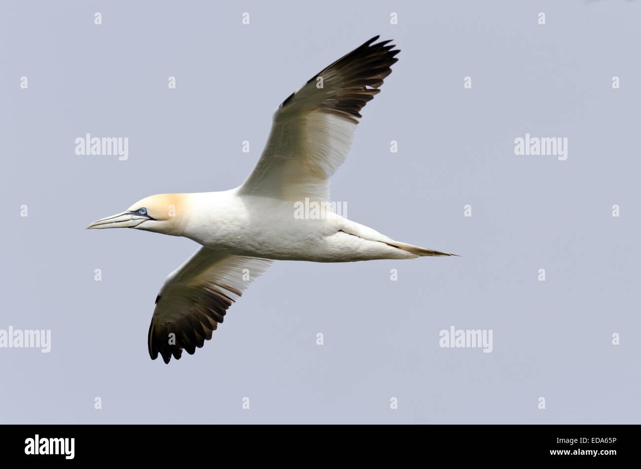 Northern gannet in volo sotto il cielo Foto Stock