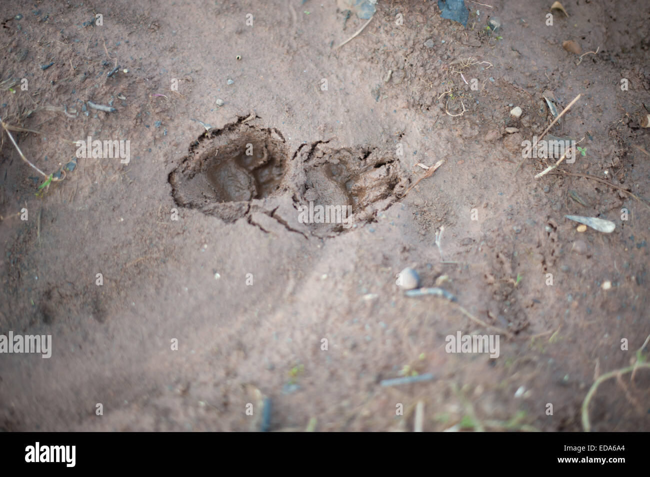 Badger piedi stampe Foto Stock
