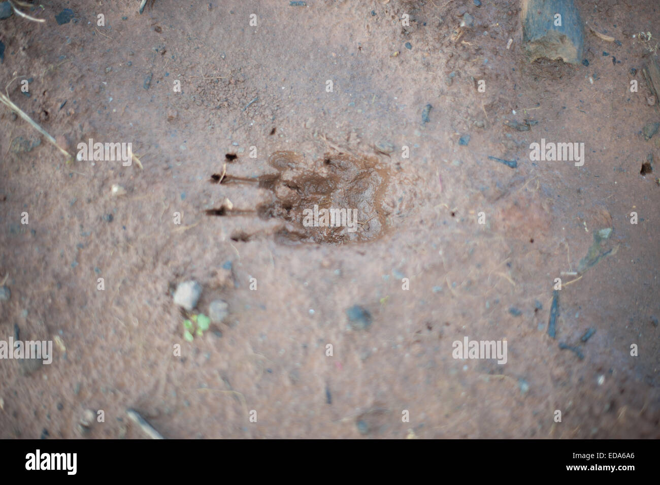 Badger piedi stampe Foto Stock