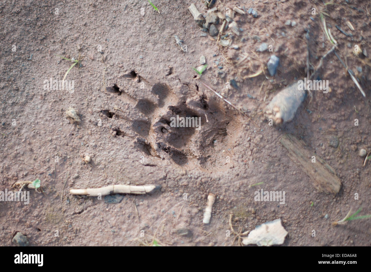 Badger piedi stampe Foto Stock