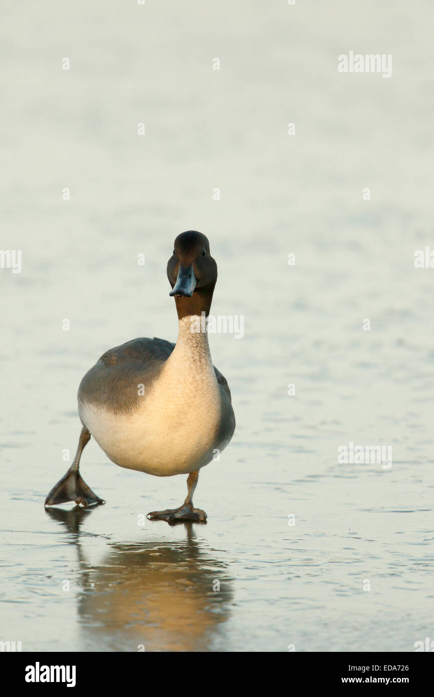 Northern Pintail (Anas acuta) maschio adulto, in piedi sull'acqua congelata, Slimbridge, Gloucestershire, Inghilterra, Dicembre Foto Stock