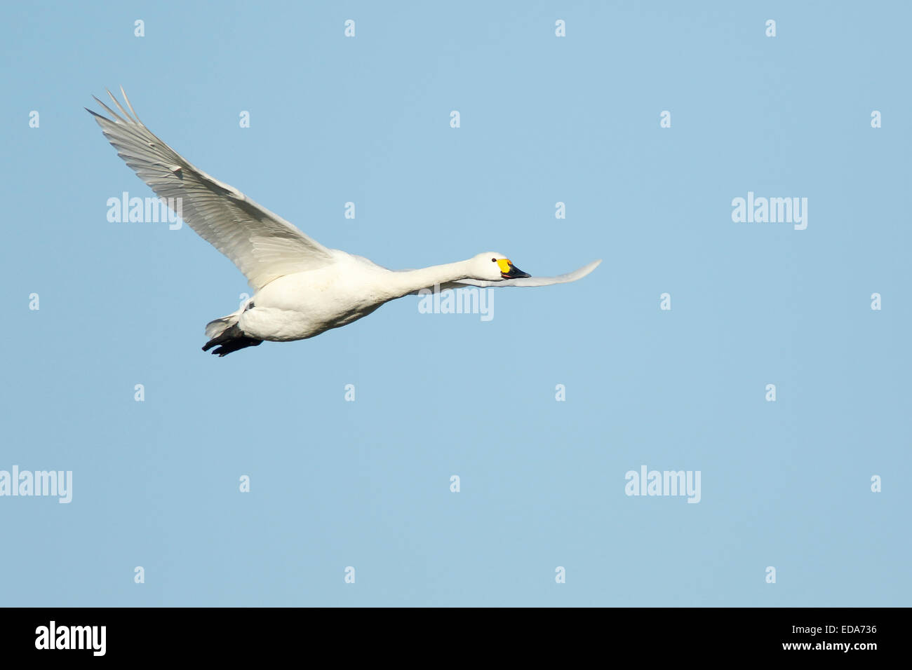 Bewick's Swan (Cygnus columbianus bewickii), adulto, in volo, Slimbridge, Gloucestershire, Inghilterra, Dicembre Foto Stock